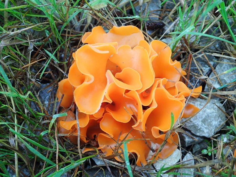 Orange Peel Fungus (Aleuria aurantia) 1